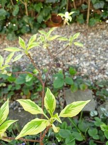 Cornus controversa variegata