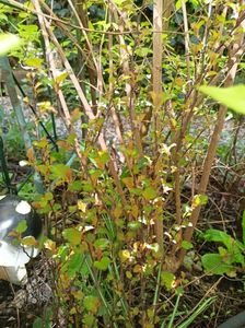 Physocarpus Magical Sweet Cherry Tea