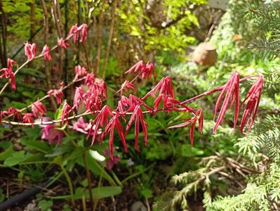 Atropurpureum