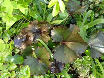 Ligularia Britt-Marie Crawford