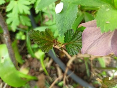 Physocarpus Red Baron