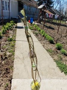 ; Magnolia. Achiziția de zilele trecute
