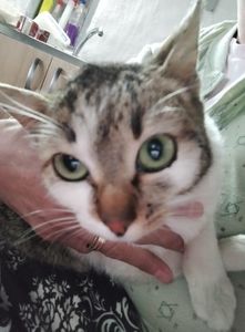 5535cb16-7c3b-4d50-9826-f60c15c59b4c-1_all_8361; Crește și dânsa, "Piți, de la"Pițipoancă " odată cu florile
