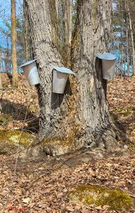 Collecting juice from Maples trees for sirup, QC