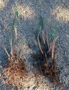 Miscanthus variegatus 20lei