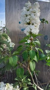 Syringa Mm Lemoine