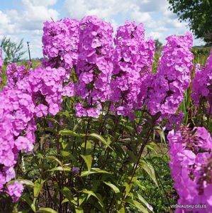 Phlox maculata Alpha