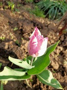 IMG20240405182737