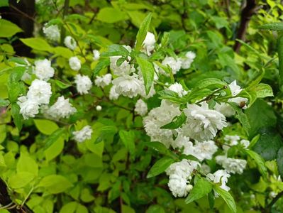 Prunus glandulosa Alba Plena
