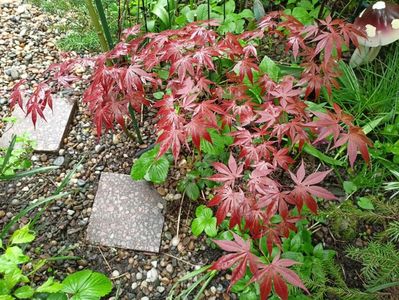Atropurpureum
