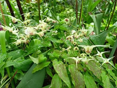 Epimedium Domino