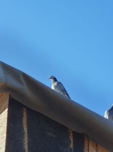 IMG-20240330-WA0009