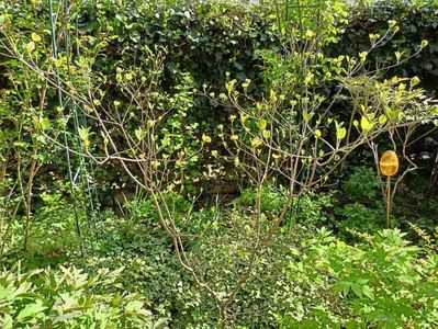 cornus florida Cloud Nine