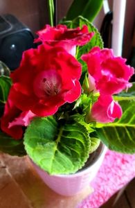 07.04.2024; Gloxinia
