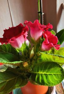 07.04.2024; Gloxinia
