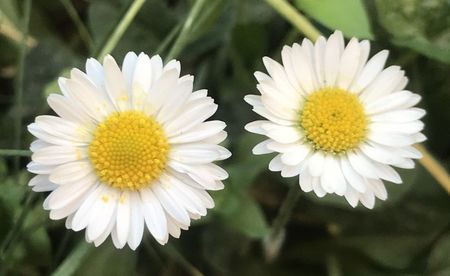 Bellis perennis (2020, April 12)