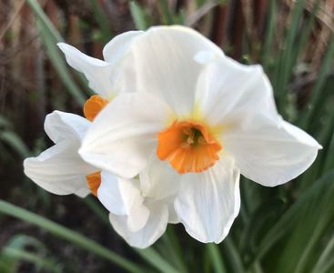 Narcissus Geranium (2020, April 03)