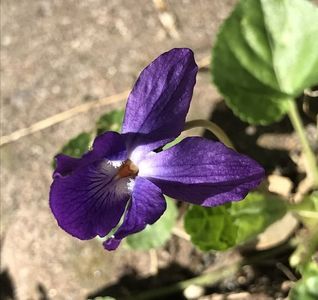 Sweet Violet (2020, March 12)