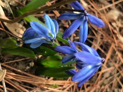 0307 Scilla siberica (2020 March 07)01