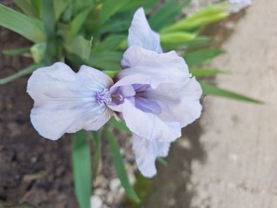 Flower Blue