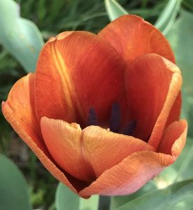 Tulip Cairo (2020, April 13)