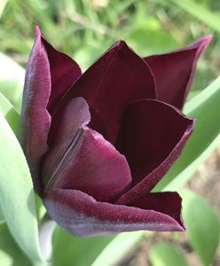Tulipa Havran (2020, April 13)