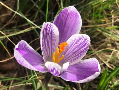 Crocus Pickwick (2020, March 07)