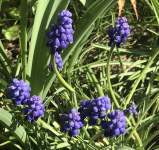 Muscari armeniacum (2020, April 02)