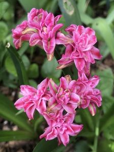 Hyacinth Eros (April 17)