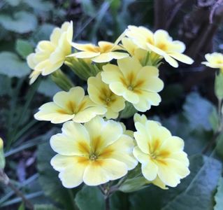 Yellow Primrose (2020, April 10)