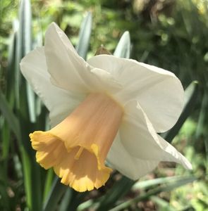 Narcissus Salome (2020, April 02)