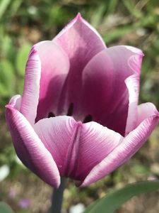 Tulipa Synaeda Blue (2020 April 13)