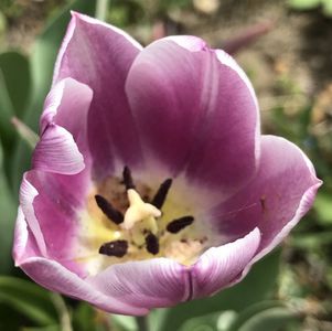 Tulipa Synaeda Blue (2020 April 17)