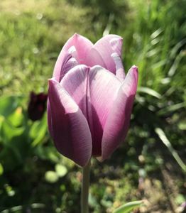 Tulipa Synaeda Blue (2020 April 19)