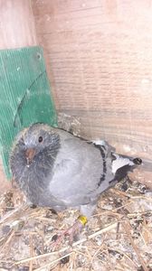 IMG-20240407-WA0022