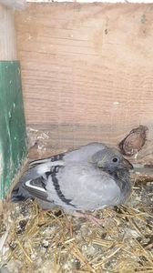 IMG-20240407-WA0010