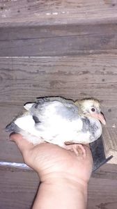 IMG-20240407-WA0045