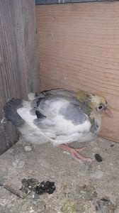 IMG-20240407-WA0025