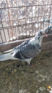 IMG-20240407-WA0051