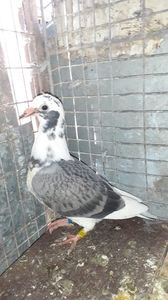IMG-20240407-WA0017