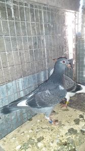 IMG-20240407-WA0016