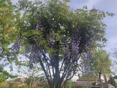 Visteria floribunda
