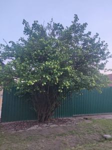 Viburnum opulus(călin)