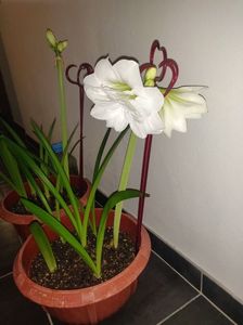 Hippeastrum amaryllis "Snow White"