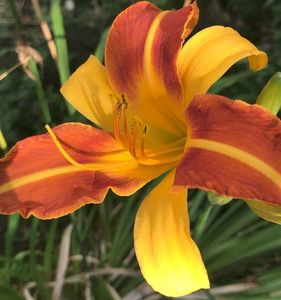 Daylily Frans Hals (2020, July 13)