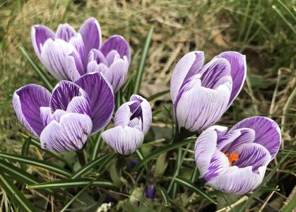 Crocus Pickwick (2021, March 19)