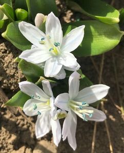 Scilla tubergeniana (2021, Feb.26)