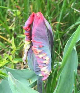 Tulip Rococo (2021, April 27)
