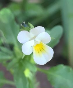 Viola arvensis (2020, April 28)