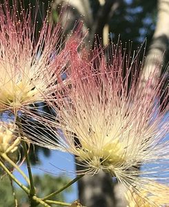 Albizia julibrissin_Silk Tree (2020, Jul.07)